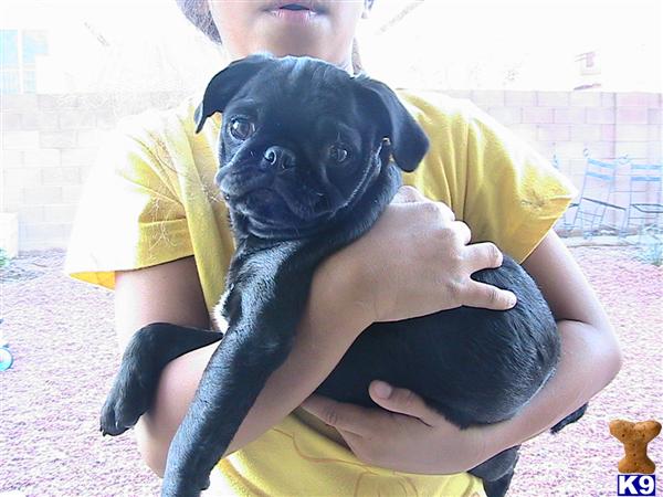 Dogs - Pug
