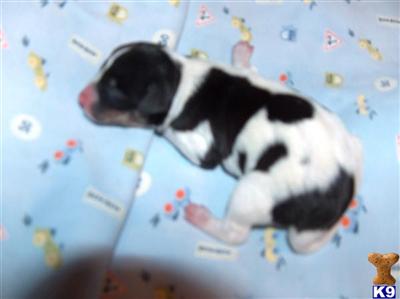 Rat Terrier Puppies for Sale