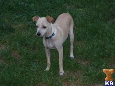 Rat Terrier Puppies for Sale