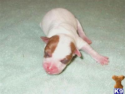 Rat Terrier Puppies for Sale