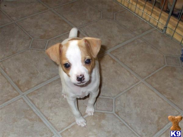 Rat Terrier Puppies
