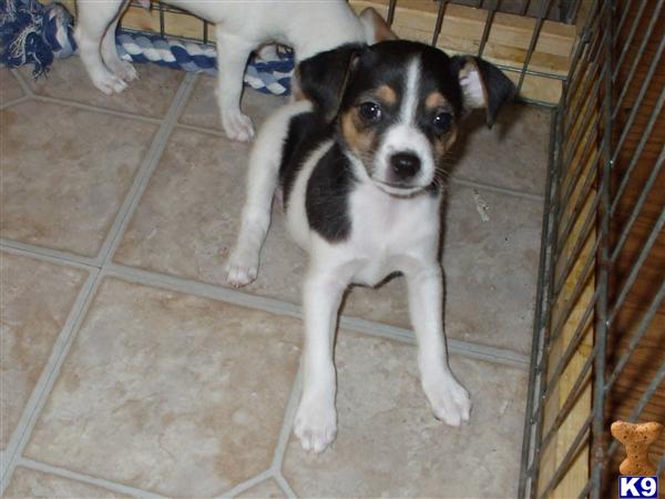 Rat Terrier Puppies