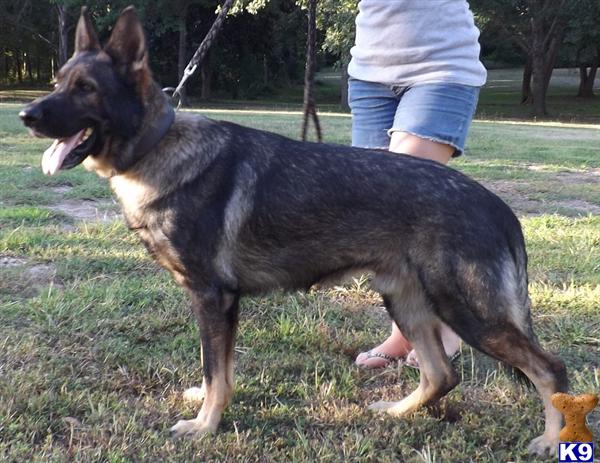 Stud Dogs - German Shepherd