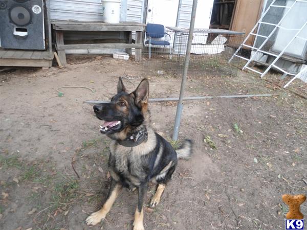Stud Dogs - German Shepherd