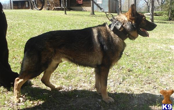 Stud Dog