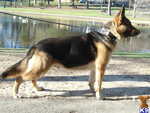 German Shepherd Puppies