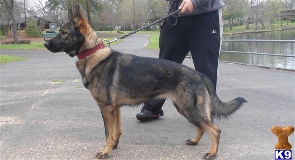 German Shepherd Puppies