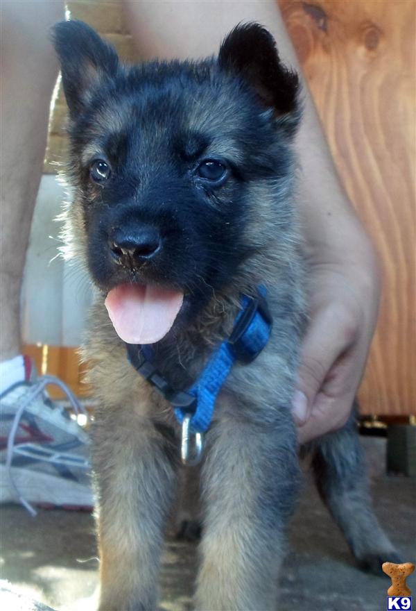 German Shepherd Puppies in TX