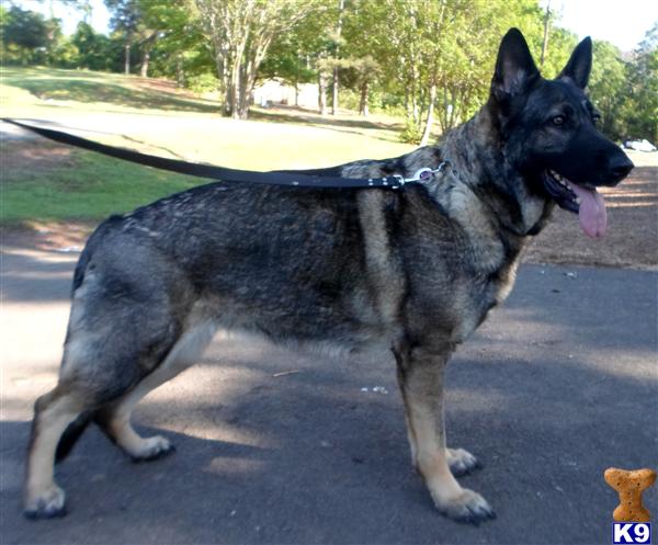 German Shepherd Puppies in TX
