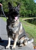 German Shepherd
