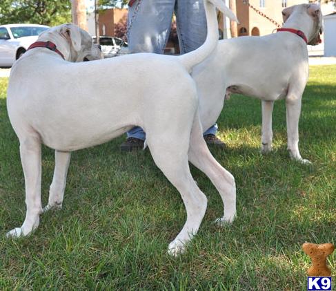 Dogs for Sale in IL