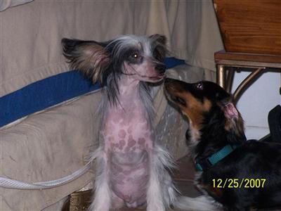 Dogs for Sale in AZ