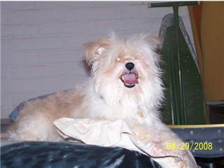 Dogs for Sale in AZ