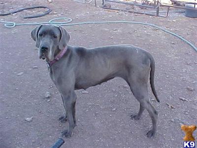 Puppies in AZ
