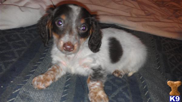 Puppies in Mc neal