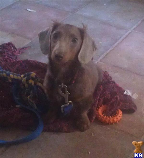 Puppies in Mc neal