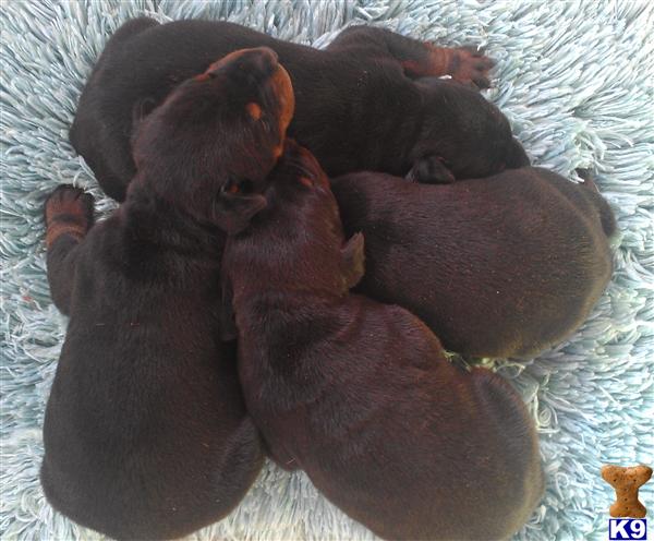 Puppies in AZ