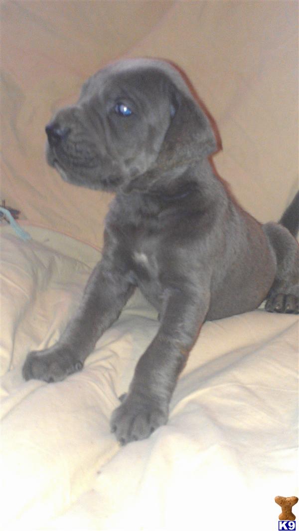 Puppies in Mc neal