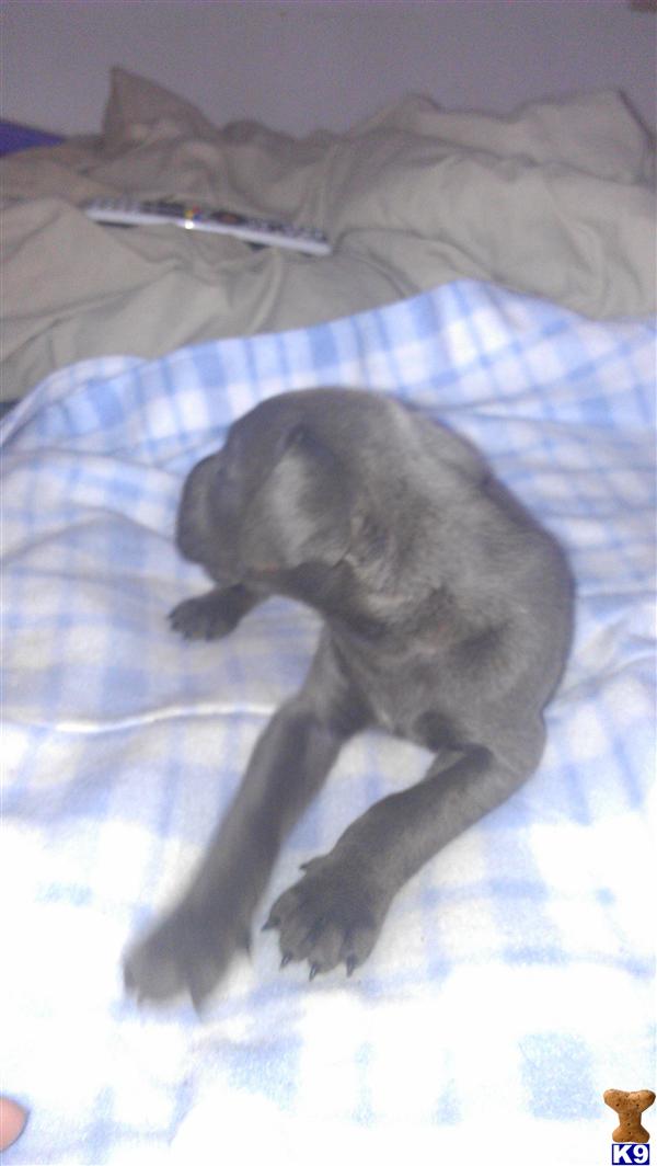 Puppies in Mc neal