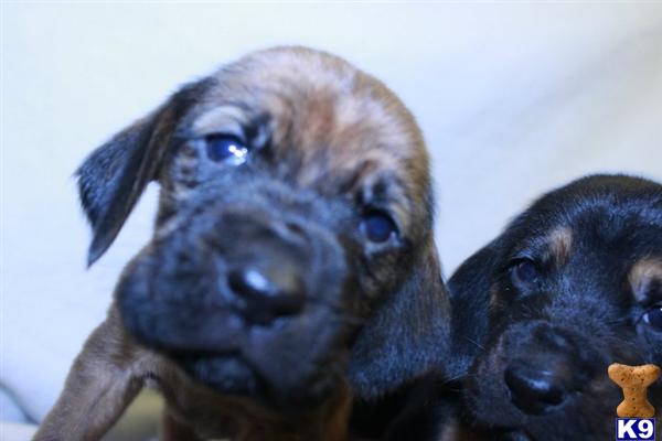 Bloodhound Puppies For Sale In