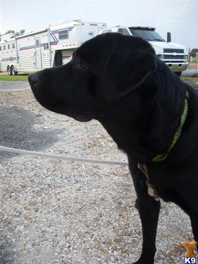 Stud Dogs - Labrador Retriever