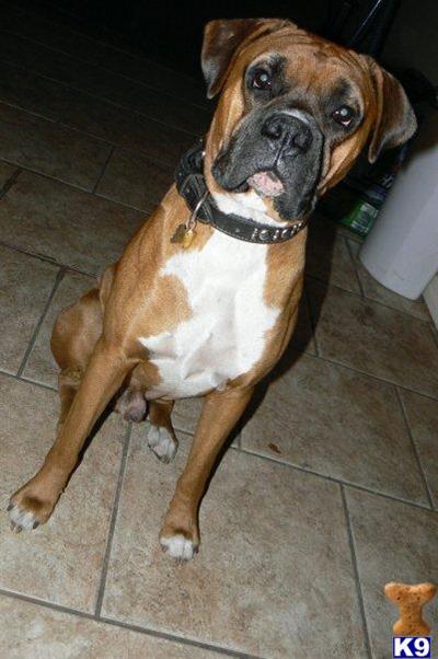 Stud Dogs - Boxer