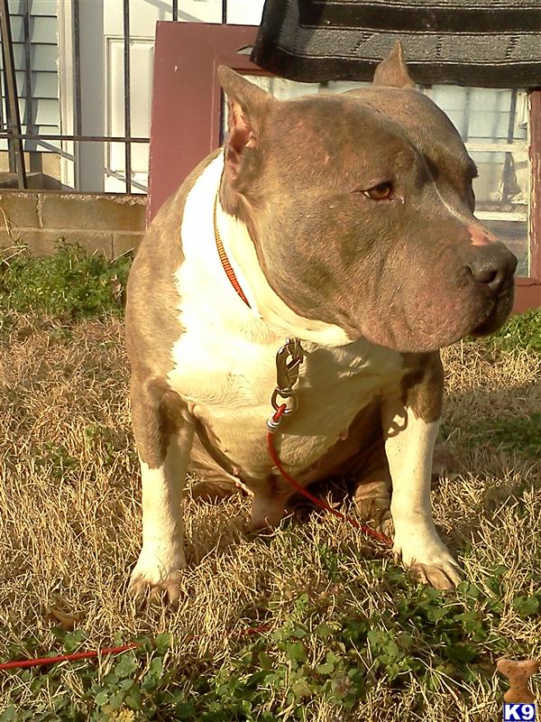 Stud Dogs in VA