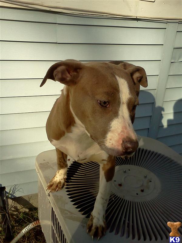 Dogs for Sale