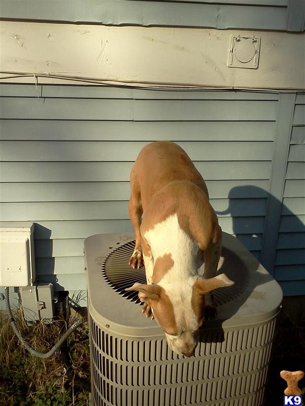 Dogs for Sale
