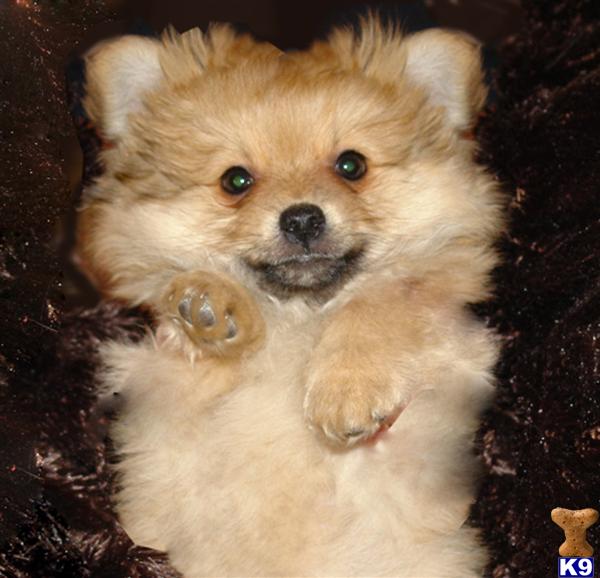 Puppies in Brooklyn