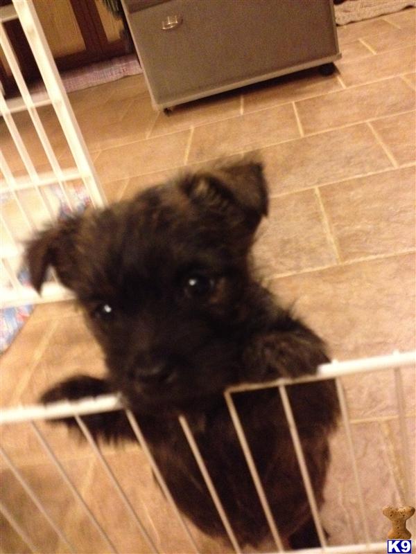 Cairn Terrier Puppies