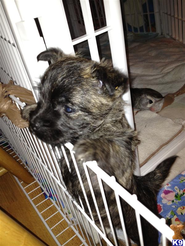 Cairn Terrier Puppies