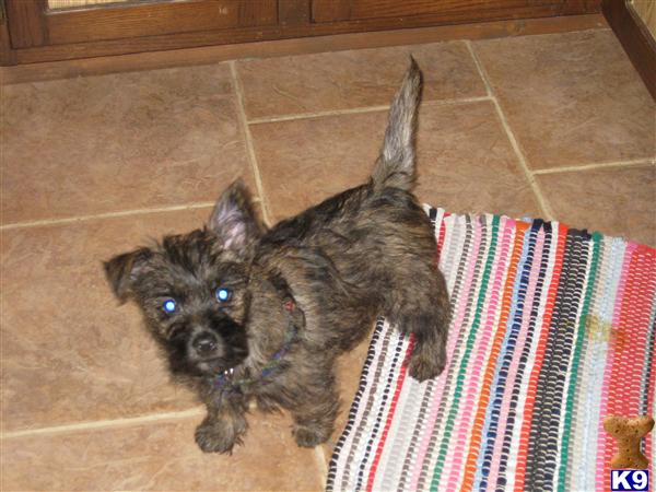 Cairn Terrier Puppies in WV