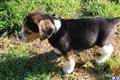 Beagle