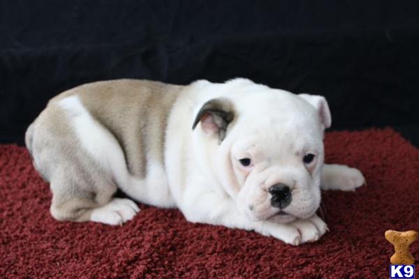 English Bulldog Puppies