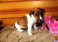 Jack Russell Terrier