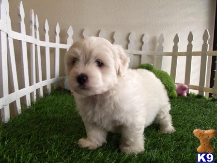 Maltese Puppies in CA