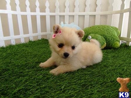 pomeranian breeders san diego weephiln pomeranian puppies for sale san diego ca pomeranian breeders san diego weephiln pomeranian puppies for sale san diego ca