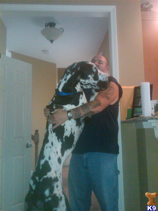 Stud Dogs in SC