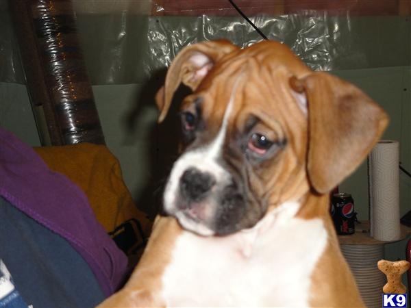 Puppies in Wayne