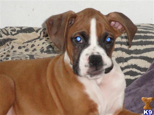 Puppies in Wayne