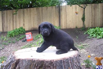 Puppies in OR