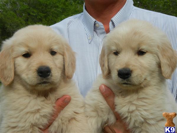 Puppies in Aiken