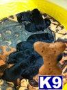 Puppies in San antonio