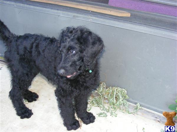 labradoodle puppies for sale in tn aussiedoodle puppies for sale in tn breeds picture labradoodle puppies for sale in tn aussiedoodle puppies for sale in tn breeds picture
