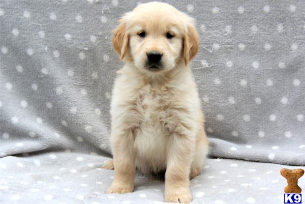 golden retriever pa document moved golden retriever pa document moved