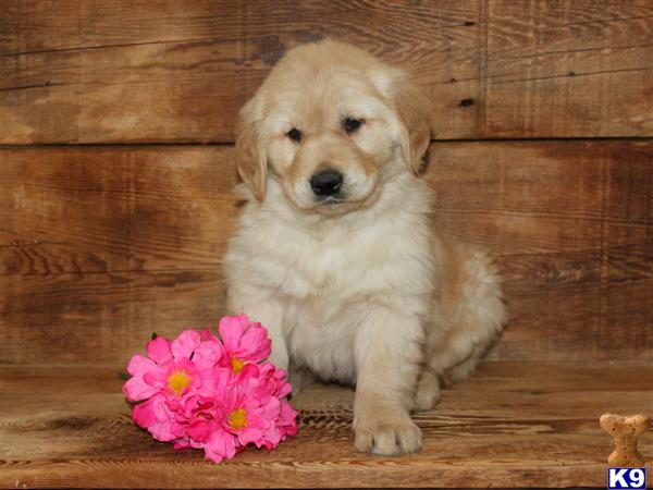 pennsylvania golden retrievers document moved pennsylvania golden retrievers document moved