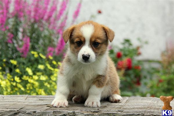 corgi puppies pa document moved corgi puppies pa document moved