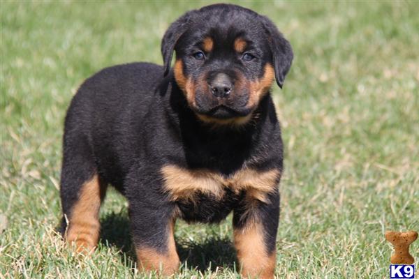 rottweiler breeders in pa document moved rottweiler breeders in pa document moved