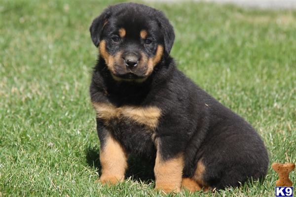 rottweiler puppies for free in pa find rottweiler breeders in pa breeds picture rottweiler puppies for free in pa find rottweiler breeders in pa breeds picture